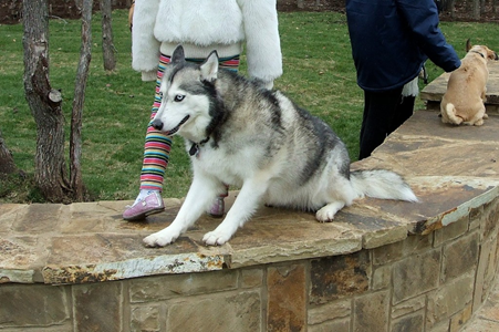 Wagging Tail Dog Park Opening 35.JPG